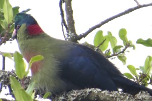 Rwenzori Touraco